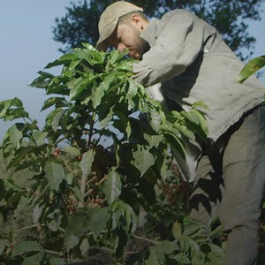 68K views · 1K reactions | Most of the beans in your favorite cup of...