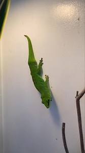 6.4K views · 990 reactions | Slow motion Saturday - greetings from Booger the day gecko. www.keywestbutterfly.com | The Key West Butterfly & Nature Conservatory | Facebook