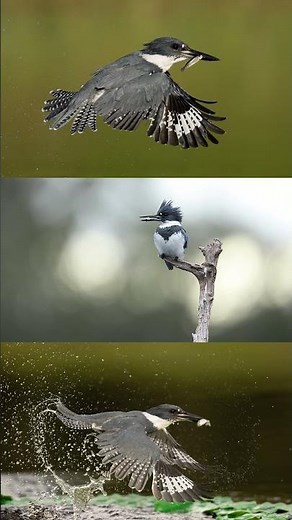 Belted kingfisher full dive sequence