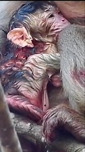 5.5K views · 64 reactions | Deeply moving moment as frail mother monkey struggles through labor for her baby | Anajak Sva | Facebook