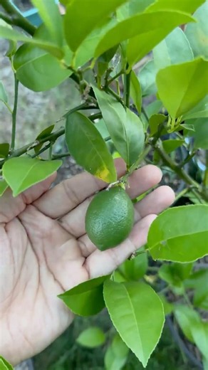 More Lemons! Growing so Big! #garden