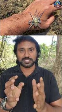 உலகின் கொடிய நஞ்சுடைய உயிரினத்தை கையில் எடுத்த நபர்!😱 | Blue ringed octopus #octopus #sealife