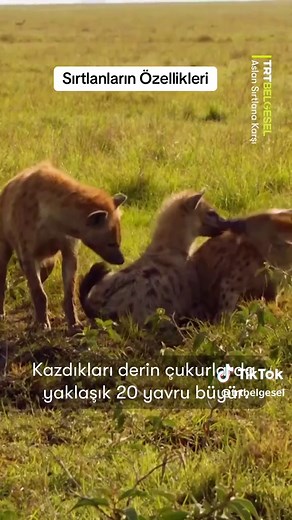 Sırtlanların Anaerkil Düzeni ve Güç Dengelemeleri