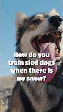 With little snow, this longtime Utah dog sledding family is offering warmer, muddier adventures