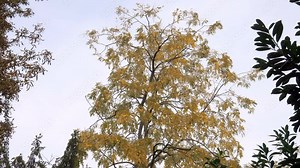 Fraxinus Excelsior Jaspidea or Yellowwood Ash yellow tree in Autumn in Paris, France