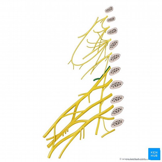 Dorsal scapular nerve