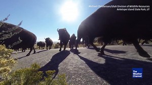 311K views · 6.1K reactions | This camera perfectly captured a bison stampede through Antelope Island State Park in Utah. | The Weather Channel | Facebook