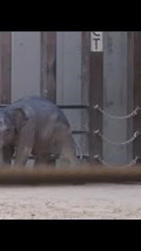 National Zoo baby elephant to make debut