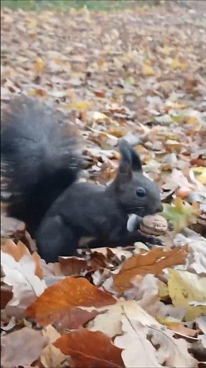 Squirrel Running with Nuts 🐿️🌰💥