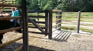 2.8K views · 30 reactions | Disponibles para la venta 51 Novillas de...