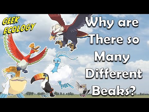 All of the Bird Pokémon Niches Explained! Pokémon Biology and Ecology of Bird Pokémon.