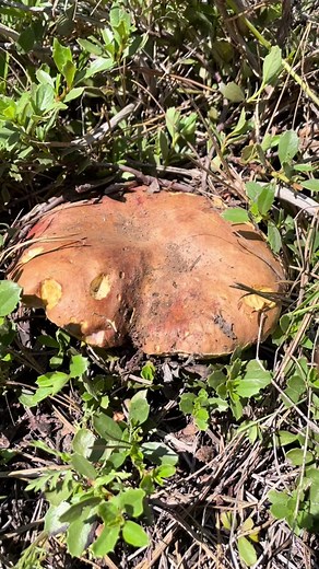 Tapping the Spring King to make sure its nice and solid before I pick it. The pores start out white but turn yellow to brown as the mushroom matures. It gives off an olive brown spore print. Mycorrhizal with Fir ane Pine, delicious edible culinary mushroom. #springking #boletusrexveris #kingbolete #ceps #porcini #pennybun #bolete #pores #spores #mushroomtaps #mushroomidentification #tiktoktaughtme #mushtok #mycology #fungi #natureeducation #mushroomeducation
