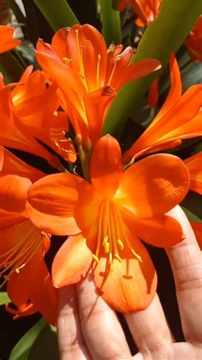 🌿 Les COMPARTO datos de PLANTAS que me ENCANTAN - CLIVIA MINIATA 🌿