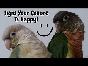 Signs Your Conure Is Happy | TheParrotTeacher
