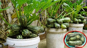 5.1M views · 137K reactions | How To Grow Zucchini In Super Fruit Plastic Containers That Are Rich In Nutrients | DIY Balcony Garden | Facebook