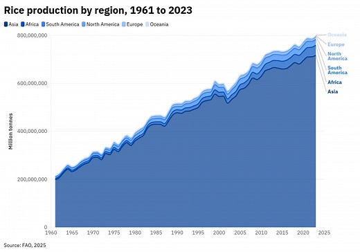 Rice: How the world’s staple is under pressure