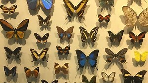 L'étonnant musée des insectes 'Hexapoda' - RTBF Actus