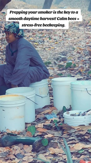 Prepping your smoker is the key to a smooth daytime harvest! Calm bees = stress-free beekeeping. #BeekeepingTips #HoneyHarvest #CalmTheBees #MorefitApiaries #beefarming #BeekeepingTips #SustainableBeekeeping