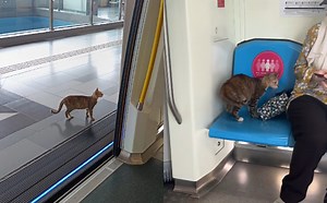 (Video) This Tabby Cat Spotted Taking Women-Only MRT Coach To “Work”