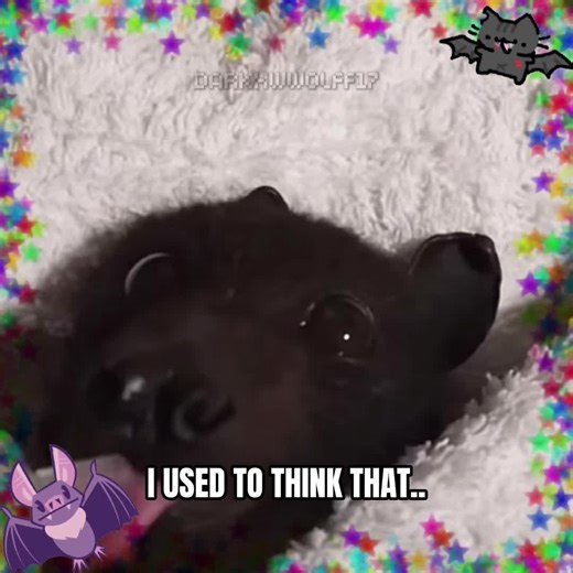 Fun and Silly Bat Edits You Have to See