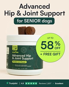 11K views · 2.8K reactions | If your dog is struggling with LIMPING, STAIRS, JUMPING, or SHAKING... they could be in severe pain.  Wuffes Joint Chews: Pure, potent relief. 82% of our pack sees the joy of play return in weeks. Turn those worries into wags ❤️‍啕 Discover the right path to your dog’s happiness. Take our quiz now! | Wuffes | Facebook