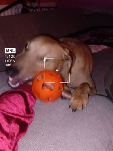 love you long time Rose💖🐾✨️ #PatsyandRose #Sliving #loveyou