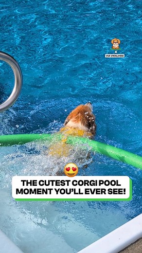 46K views · 1.8K reactions | This is the cutest dog in the universe!  | Fluffy Animals | Facebook