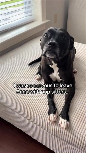 Safe to say Anna loves her new Auntie Tori and Uncle Nick 😭💕 #annatherescue #pibble #dogsoﬁnstagram | Anna The Rescue