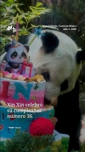 La panda mexicana Xin Xin cumplió 36 años