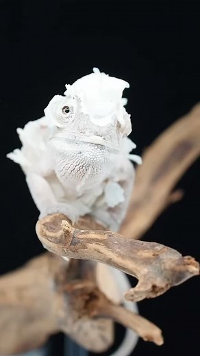 1.8K views · 25K reactions | This Ambanja panther chameleon at @colors79gr is a bit of a mess while shedding her skin.  TRR is made possible by @redlineshipping #pantherchameleon #furciferpardalis #chameleon #lizard #reptile #reptilepets #exoticpets #reptilefanatics #reptilekeeper #herpetology #herpetoculture #thereptilereport #thereptilereportofficial | The Reptile Report | Facebook