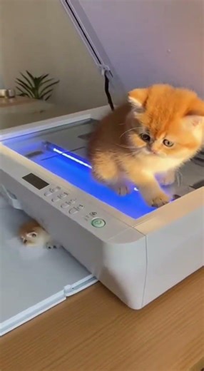 Lady Puts Kitten in Photocopy Machine… Then THIS Happens! 😲🐾