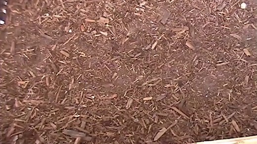 Research shows Crocodiles can gallop reaching speeds of up to 11mph