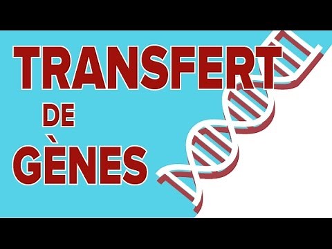 Diversification et Transfert de Gènes # 5 - SVT Terminale S - Mathrix