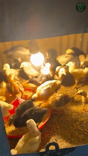 How to Keep Baby Chicks Warm on a Budget #chicks #farm