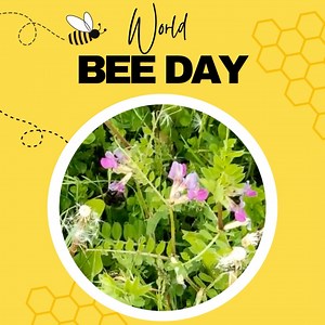 Today is World Bee Day and, as farmers, we know how important these little furry insects are to agriculture 🐝 Did you know that pollinators contribute to 35 percent of the world’s total crop production? This year the theme is “Bee engaged in pollinator-friendly agricultural production” and this day aims to raise awareness of how important it is to protect our bees and pollinators while contributing to the resilience, sustainability and efficiency of agrifood systems. #savethebees #sustainabilit