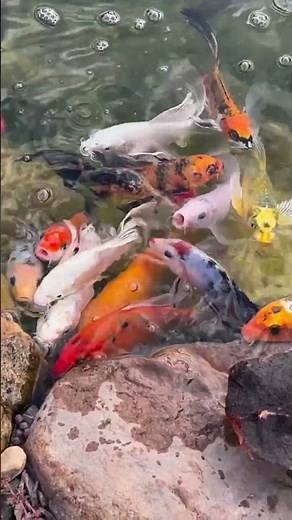 Ikan Koi dalam Pandangan Budaya Jepang