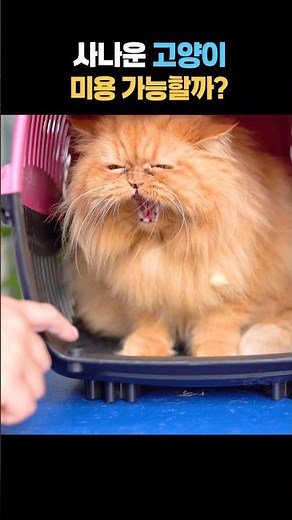 The Grooming Process of an Angry Cat from Start to Finish 😾✂️