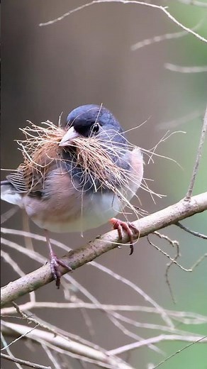 Dark-eyed junco nest building #birds #birdsounds #birdwatching