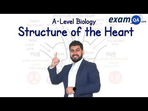 Structure of the Heart | A-Level Biology