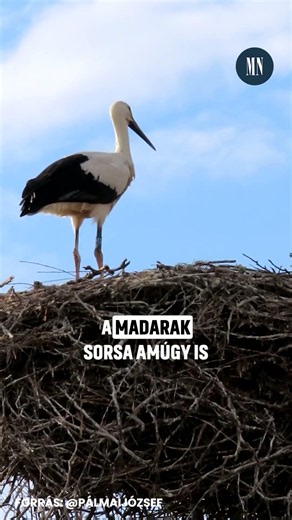 Szívszorító tragédia Baján #Baja #Gólya #tragédia #Magyarország #MN #MNO #magyarnemzet