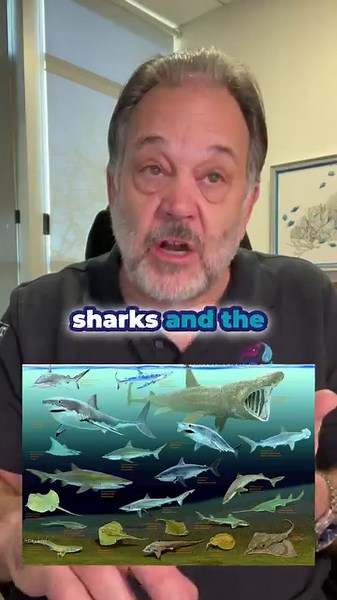 Fish Senses Part 5 Unravelling the mysteries of the deep, we dive into the fascinating world of fish senses. In the spotlight today, we have electroreception, a unique sense found predominantly in elasmobranchs - the group of fish that includes sharks, rays, and chimeras. Unlike their bony counterparts, these cartilaginous fish have the extraordinary ability to detect electric fields. This remarkable sense aids them in hunting, navigating, and even finding a mate in the vast ocean. Follow for mo