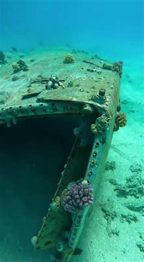 Diver Finds a Crashed Airplane Underwater… Then THIS Happens 😳✈️