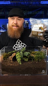 Tropical terrestrial bioactive tarantula enclosure build! #tarantula #spider #animals | The Tarantula Collective
