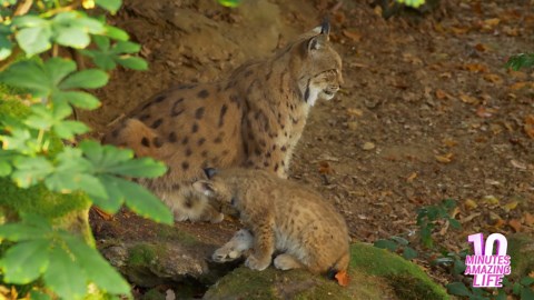 Rare Moment Lynx Mother Protecting Her Cubs