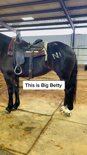 From Rodeo Bronc to Ranch Horse