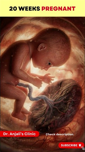 See What is your baby doing at 20 weeks? Pregnancy Journey