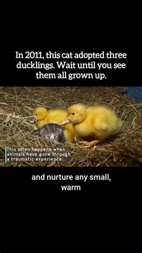 Animal Heroes | Wholesome Animal News on Instagram: "When Della the cat gave birth in 2011, she had no idea her family was about to double in size with three "yellow kittens." The orphaned ducklings were so young they immediately bonded to her, and incredibly, she allowed them to nurse just like her own kittens. As the weeks passed, the ducklings grew much faster than the cats, eventually outsizing their surrogate mother. Even as full-grown ducks, they refused to leave the feline family, followi