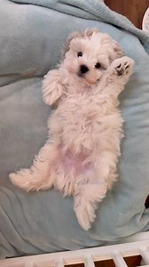 370K views · 6.2K reactions | His little belly is hungry #lifewithsmalldogs #maltese #dog #reels @topfans | Life with Small Dogs | Facebook