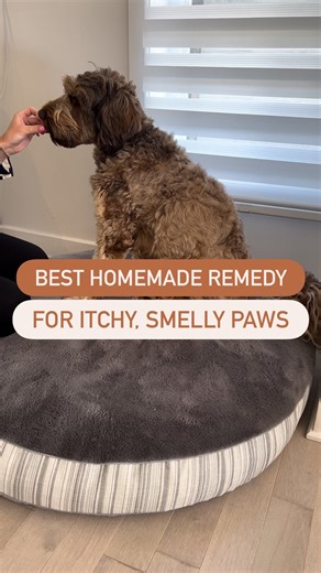 Dogs Made Simple | Your Dog Mom Community on Instagram: "😢Dog always chewing their paws?! Or do their paws smell? Or are they cracked and dry from the hot summer pavement? 💡Mix apple cider vinegar with water in a spray bottle, and spray it on their paws!! I tried the bucket, where I would get my dog to stand all 4 paws in a bucket, and that did not work whatsoever. This is a great, simple, alternative!! 🥰Share with a dog owner who needs to see this! #doghealth #doghealthtips #dogtips #dogadvi