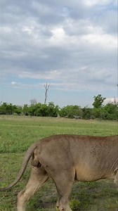 🦁 Unforgettable Encounter in Moremi Game Reserve 🦁 Imagine this: you're on safari in Botswana, taking in the breathtaking landscapes of Moremi Game Reserve, and suddenly, a lion starts walking straight toward your jeep. Calm, confident, and every bit the king of the wild—this incredible moment left us in awe. Witnessing nature like this reminds us why Botswana is a bucket-list destination for wildlife lovers. 🐾✨ 📍 Moremi Game Reserve, Botswana 🌟 Safari Tip: Trust your guide, stay quiet, and